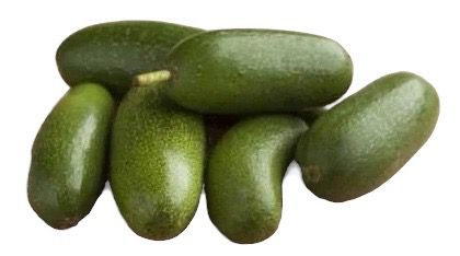 Alvocat D&agrave;til Sense Os