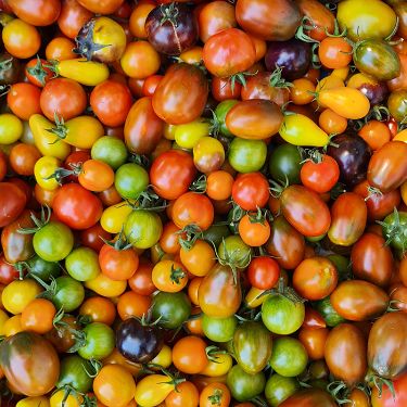 Tomàquet cirerol MIX COLORS
