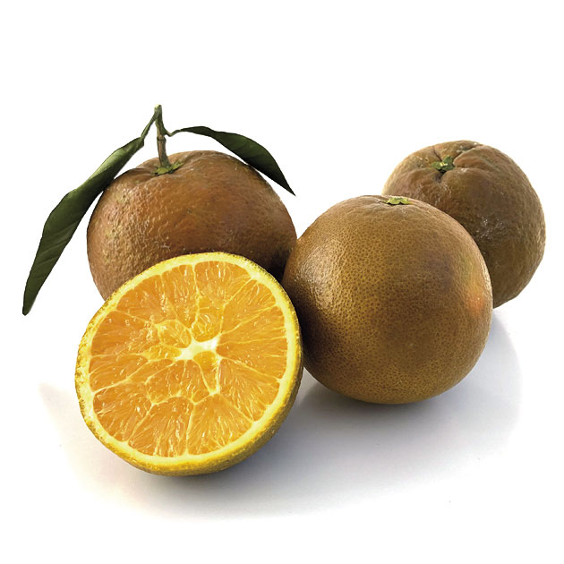 Taronja Navel Xocolata